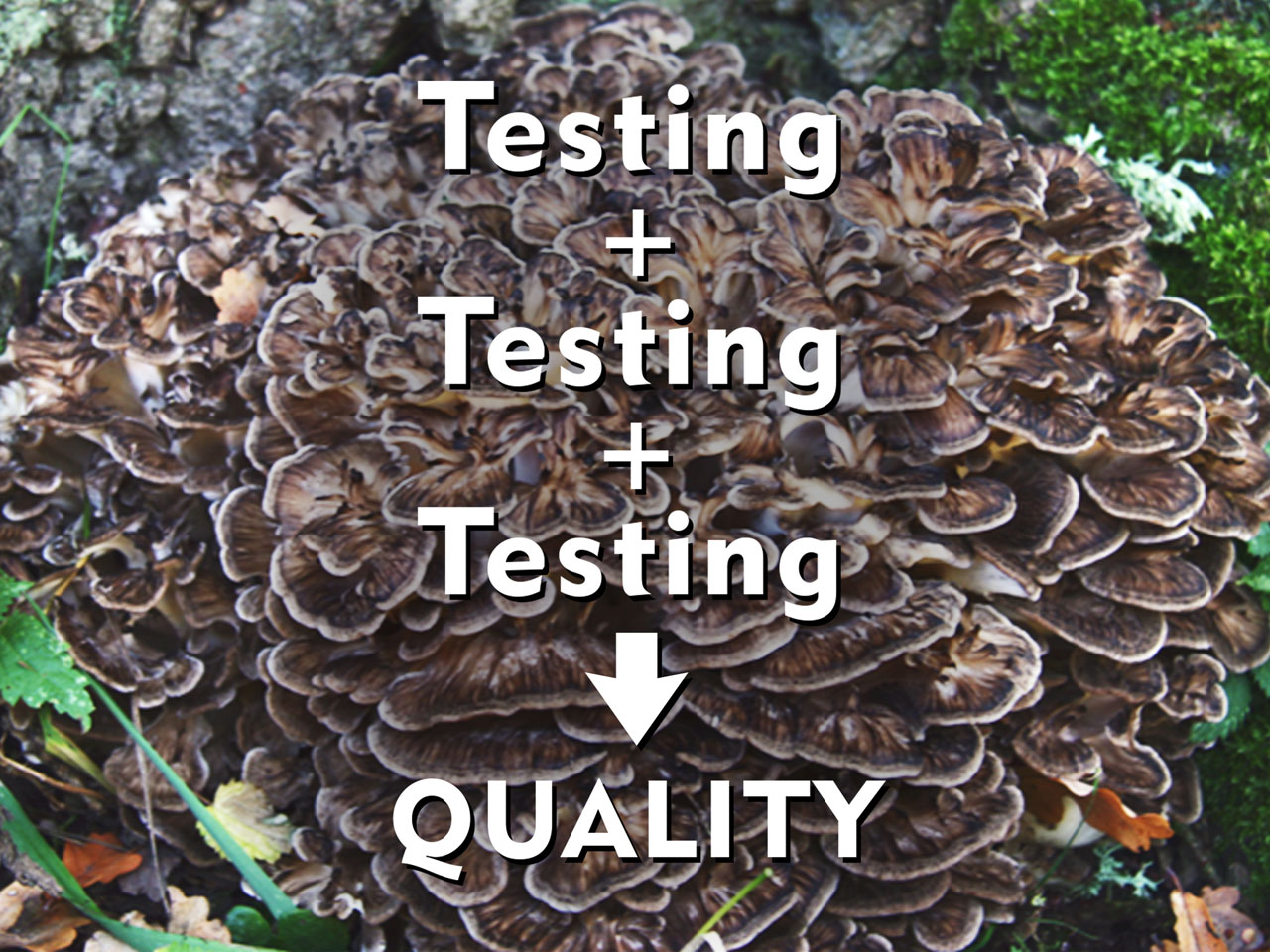 Testing Testing And Testing Mushroom Wisdom Inc   Testing Cover 