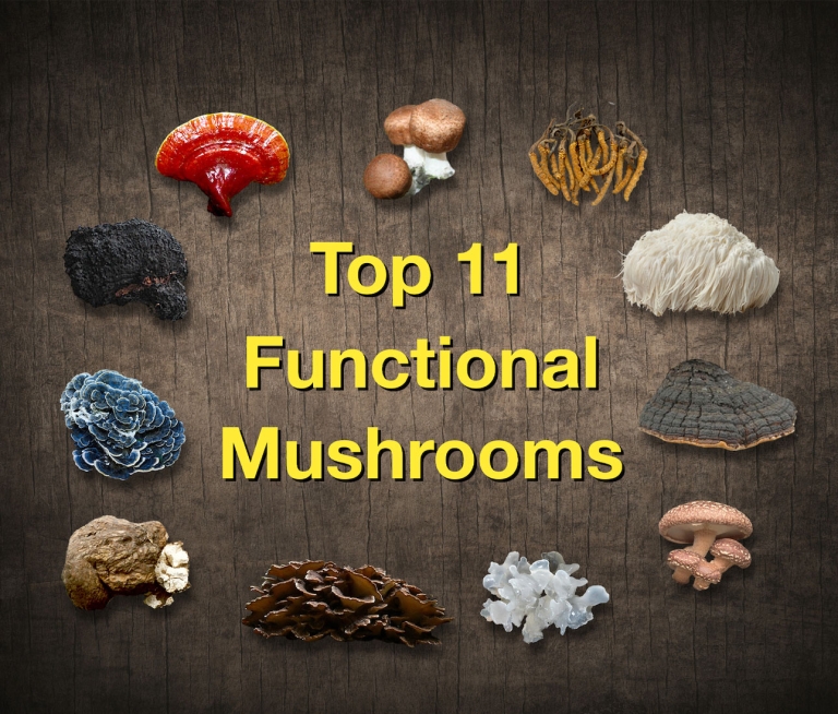 Top 11 Functional Mushrooms - Mushroom Wisdom Inc.